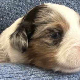 Aspen - Miniature Australian Shepherd puppy from Mill Creek Miniature Australian Shepherd
