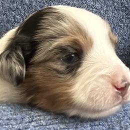 Aspen - Miniature Australian Shepherd puppy from Mill Creek Miniature Australian Shepherd
