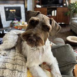 Border Collie and Miniature Schnauzer Puppies from Circle R Sidney