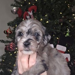 Junie - female Golden Mountain Doodle puppy in Palestine, Texas from KK's Doodle Bunch