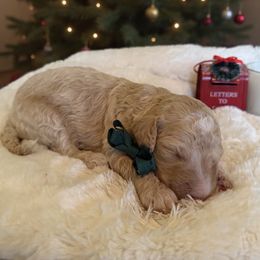 Snoopy - Cream male Goldendoodle puppy in Redding, California from Hope Lane Kennels