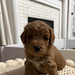 Cockapoo and Goldendoodle Puppies from Cackalacky Companions