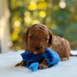 Valor - Red  male Poodle puppy in Salem, Oregon from Lavish Poodles