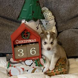 Siberian Husky Puppies from Morgan's Siberian Huskies