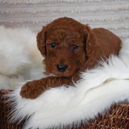 Goldendoodle Puppies from Maryland Doodles