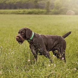 German Wirehaired Pointer and Pudelpointer All Grown Up from Ripsnorter Kennels