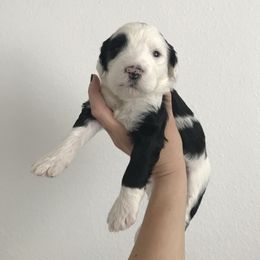 Old English Sheepdog and Sheepadoodle Puppies from Doodlefolk