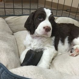 English Springer Spaniel Puppies from Ocoee English Springer Spaniels