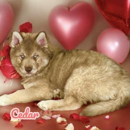 Cedar - Red and white male Siberian Husky puppy in Florence, Kentucky from Moonlight Howl Huskies