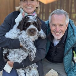 Black Collar Male - Chocolate Australian Labradoodle puppy in Wake Forest, North Carolina from Lucky Country Labradoodles