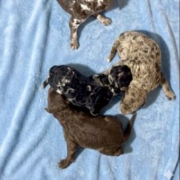 Boy 4 - Black male Goldendoodle puppy in Sterling, Connecticut from Justine’s Retrievers and Doodles