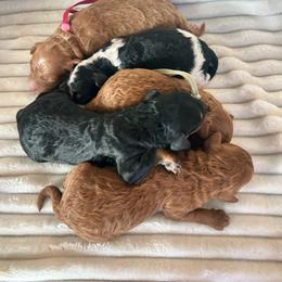 Poodle puppies from West Cobb Dogs