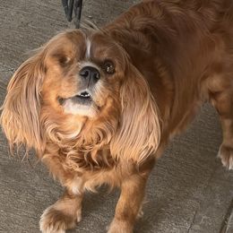 Brandy - Cavalier King Charles Spaniel