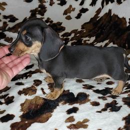 ROLO - Black and tan male Dachshund puppy in Swink, Oklahoma from Palali Farm