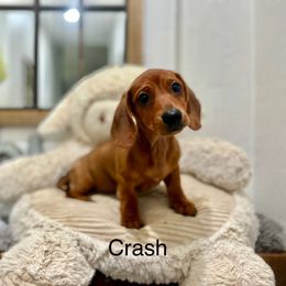 Crash - Red male Dachshund puppy in Goodyear, Arizona from AZ Low Life Doxies