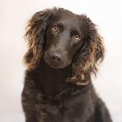 Poppy - Boykin Spaniel