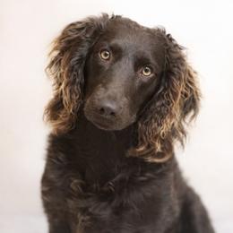 Poppy - Boykin Spaniel
