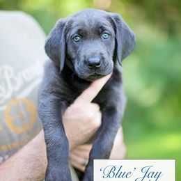 Labrador Retriever Puppies from Sagey Acres Farmette and Labs