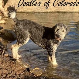 Goldendoodle All Grown Up from Doodles of Colorado