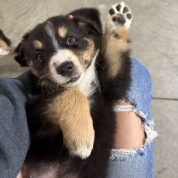 Chris - Black tri-color male Australian Shepherd puppy in Wellington, Missouri from CV Aussies