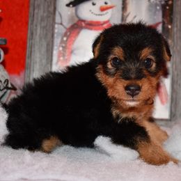 Klondike - Black and tan male Welsh Terrier puppy in Draper, Virginia from Shady Oaks WFT