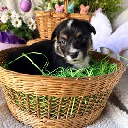 Harp - Black and tan female Pembroke Welsh Corgi puppy in North East, Maryland from Potato Patch
