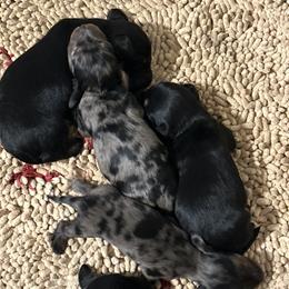 Baby boy - Dapple male Dachshund puppy in Franklinton, North Carolina from Wildwynn Dachshunds