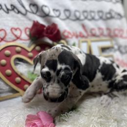 Dachshund and Great Dane Puppies from Ballistic Danes & Dachshunds