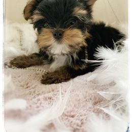 Yorkshire Terrier Puppies from Suzi Wilkerson