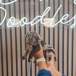 Boy - Chocolate merle male Bernedoodle puppy in Clovis, California from Delta Doodless