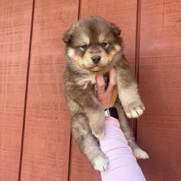 Red - Red and white male Siberian Husky puppy in Jonesborough, Tennessee from Dry Creek Siberians