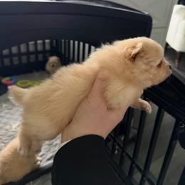 Light green - Cream sable parti male Pomeranian puppy in Cheektowaga, New York from Buffalo Pomeranians 716