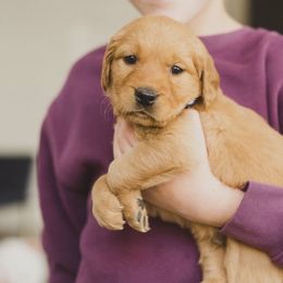 Golden Retriever Puppies from Bright Side Goldens
