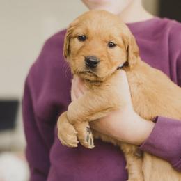Golden Retriever Puppies from Bright Side Goldens