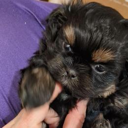 Baby dobie marked boy - Black and tan male Shih Tzu puppy in Surry, Maine from McKayla Hairston