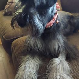 Miniature Schnauzers from Whitney's Miniature Schnauzers