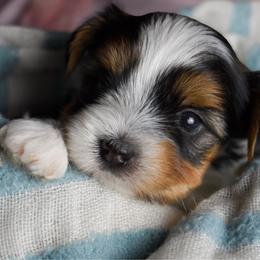 Levi - Black tan and white male Biewer Terrier puppy in California from Skyridge Puppies