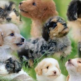 Aussiedoodle and Goldendoodle Puppies from Jackson County Doodles