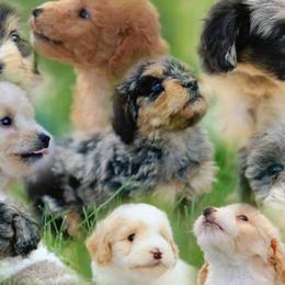 Aussiedoodle and Goldendoodle Puppies from Jackson County Doodles