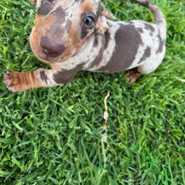 Gray Collar - Dapple male Dachshund puppy in Anaheim, California from SoCal Mini Dachshunds