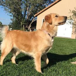 Coco - Golden Retriever