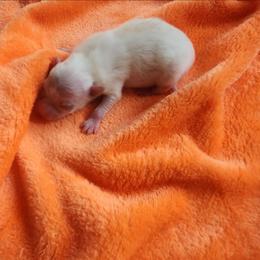 Lightening - White male Pomeranian puppy in New Salem, North Dakota from Fancy Paws Pomeranians