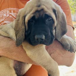 Girl 6 - Fawn female Mastiff puppy in Laredo, Texas from Huereca Mastiff