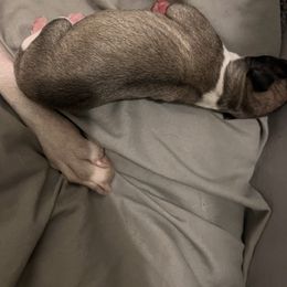 Cogsworth - White and blue fawn Whippet puppy in London, Kentucky from Tigger’s Whippets