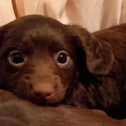 Dachshund Puppies from Bennett Babies