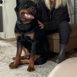 Rottweiler puppies from CG Rottweilers