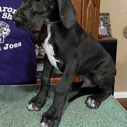 Great Dane Puppies from Hladik Great Danes