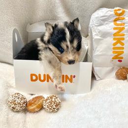 Mousse - Merle male Pomsky puppy in Sanbornton, New Hampshire from Kristie’s Husky Haven