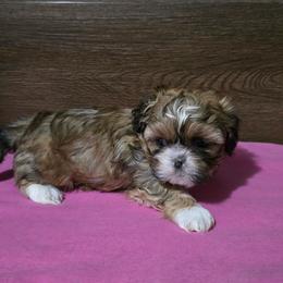 Girl 2 - Gold female Shih Tzu puppy in Meadows Of Dan, Virginia from Walt’s Shih Tzus