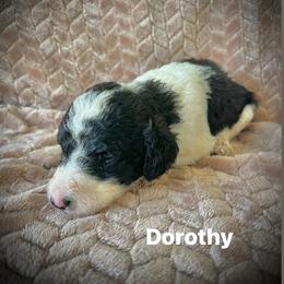 Dorothy - Parti female Poodle puppy in Athens, Georgia from Alexander’s Standard Poodles